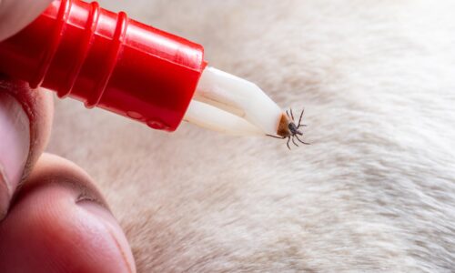 Parasitenprävention bei Haustieren: Schutzmaßnahmen